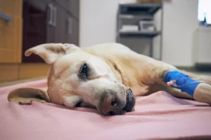How to prepare for dog euthanasia