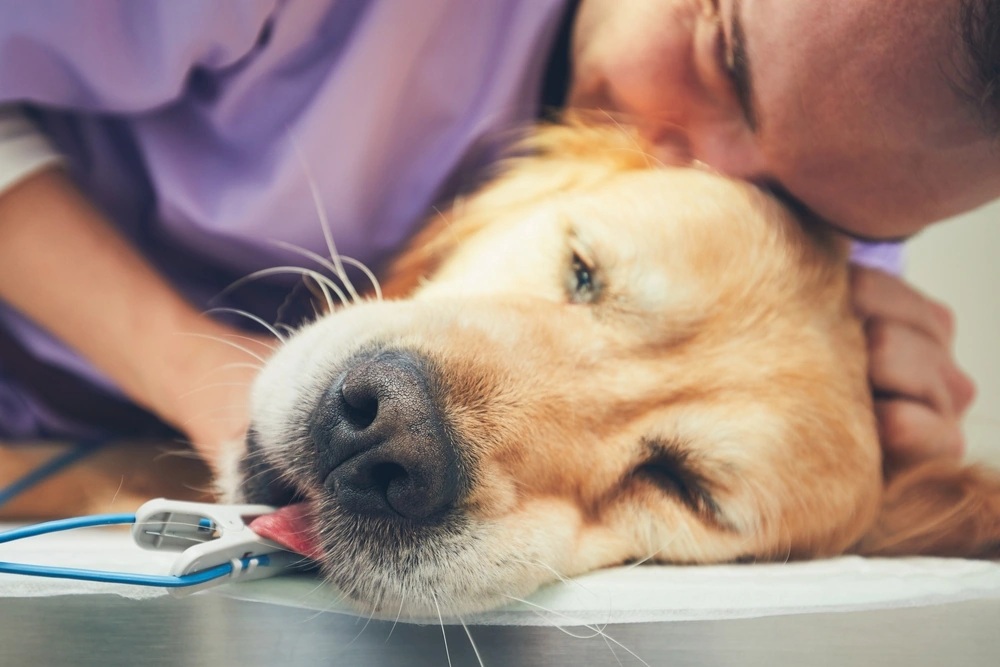 Pet Insurance and Emotional Preparedness for Dog Euthanasia